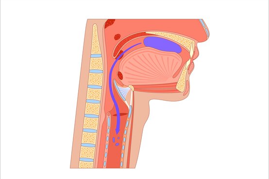 Anatomischer Querschnitt von Kopf und Hals mit blauem Pfeil, Illustration zum Ablauf des Schluckens.