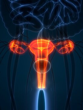 Darstellung der weiblichen Anatomie mit hervorgehobenem Bereich
